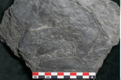 Foto (Detailansicht) von Plantae indet.  (NHMW-GEO-2024-0188-11544)